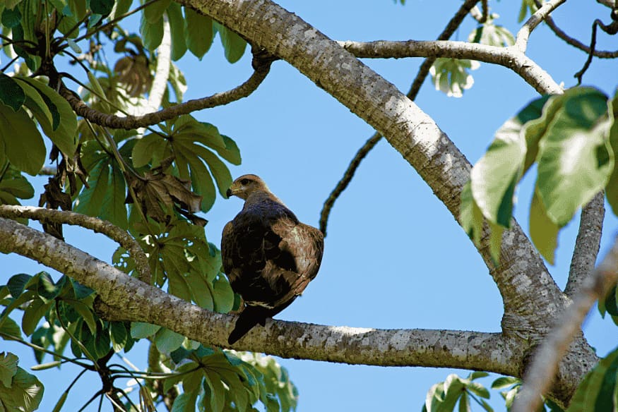 Gavião pousado em galho de árvore no Pantanal, Brasil