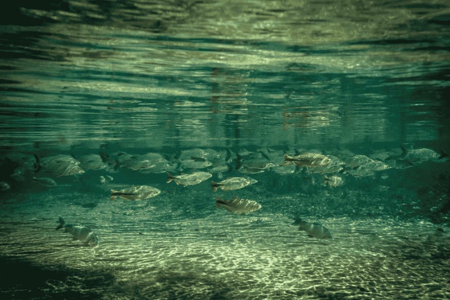 Cardume de peixes nadando em água cristalina, capturado em perspectiva subaquática em Bonito.