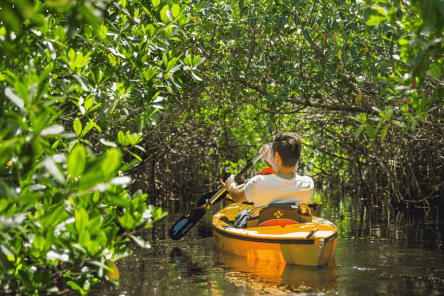 Jovem em caiaque navegando por manguezal fechado com vegetação nativa