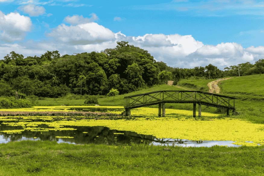 Ponte rústica de madeira sobre lago com vegetação no Vale Europeu, SC.