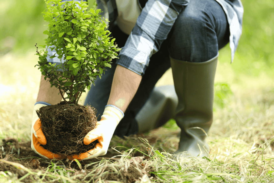 Pessoa segurando muda com raízes expostas para plantio