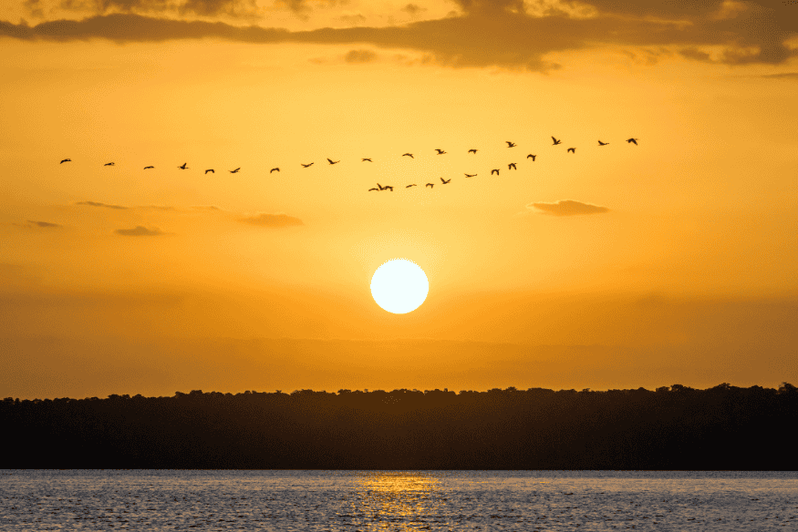 Pôr do sol no Delta do Parnaíba com aves em voo sobre o rio