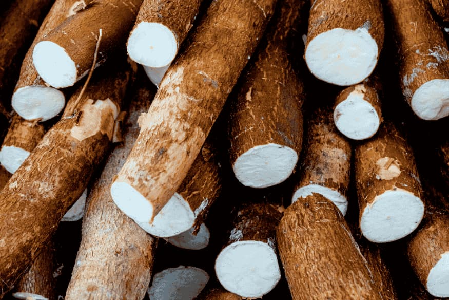 Raízes de mandioca empilhadas, com casca marrom e interior branco