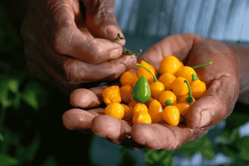 Mãos de agricultor segurando pimentas amarelas frescas