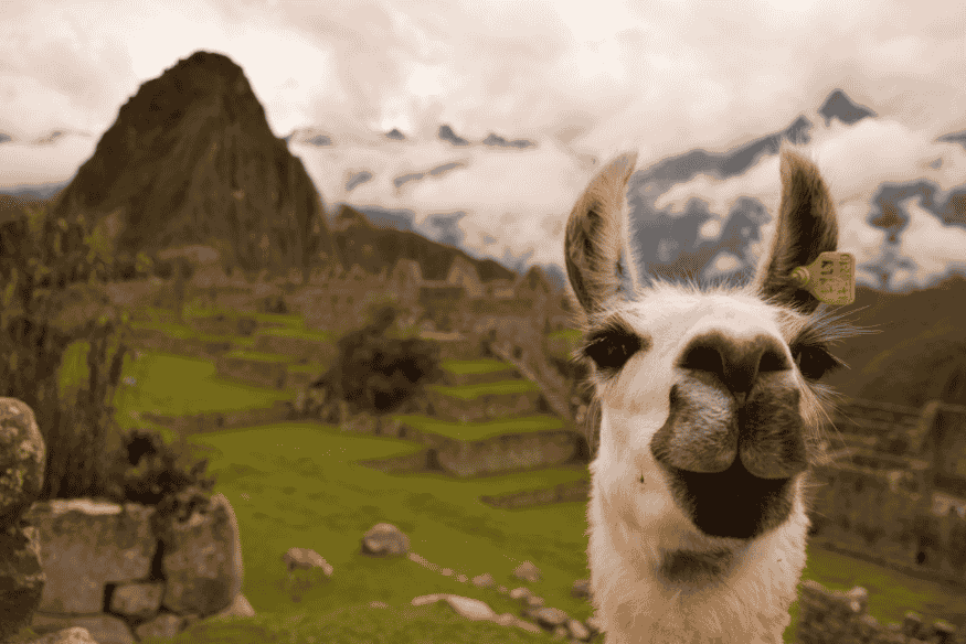 Lhama em primeiro plano com as ruínas de Machu Picchu ao fundo