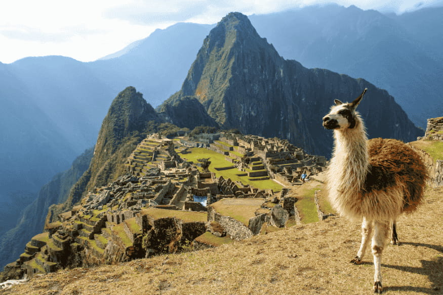 Lhama observando Machu Picchu com as montanhas ao fundo