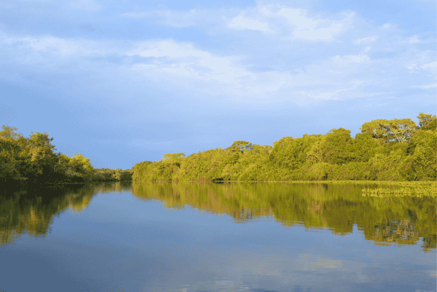Rio cercado por vegetação nativa refletida na água no Pantanal