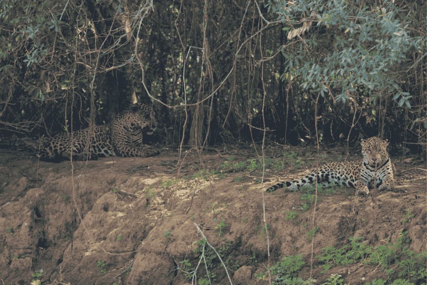 Duas onças-pintadas descansando à sombra da vegetação no Pantanal