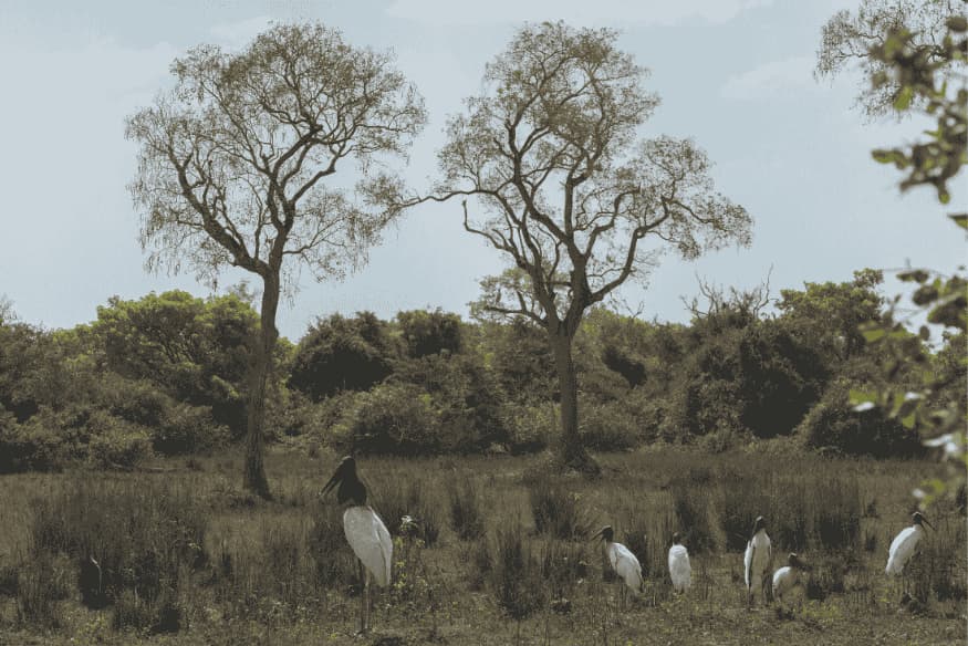 Tuiuiús em área alagada com árvores secas no Pantanal