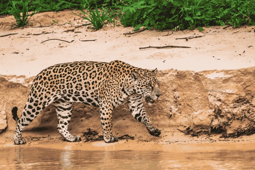 Onça-pintada caminhando na margem do rio no Pantanal