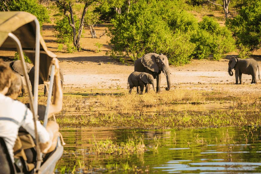 Turistas observando elefantes de um barco em safári aquático