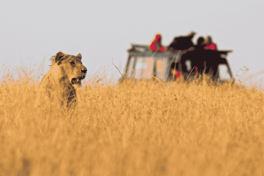 Leoa na savana observada por turistas em veículo de safári