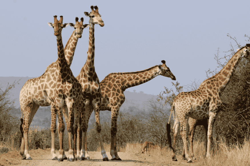 Grupo de girafas em uma estrada de terra na savana africana