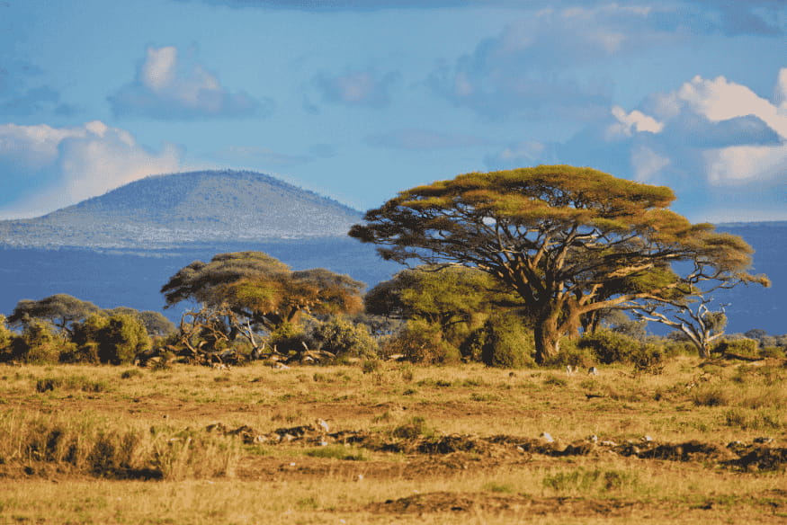 Paisagem típica da savana africana com árvores e montanhas ao fundo