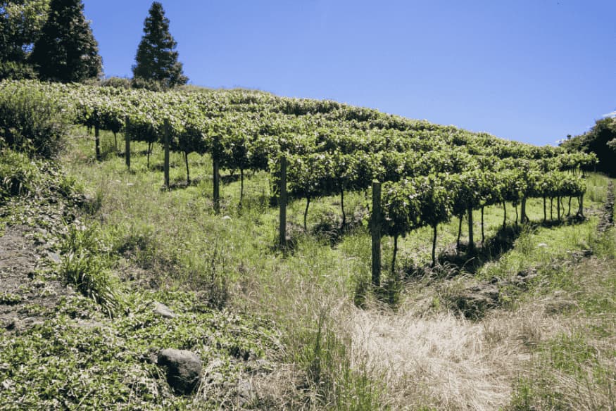 Parreiras de uvas cultivadas em encosta na Serra Gaúcha