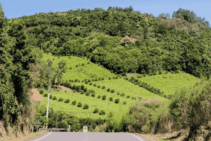 Estrada cercada por vinhedos verdes na Serra Gaúcha