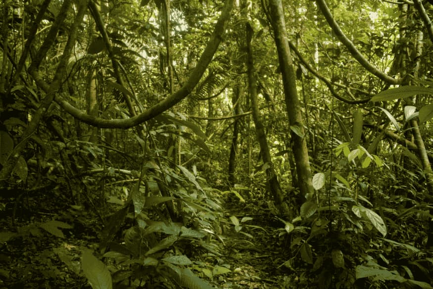 Caminho entre árvores e vegetação densa em trilha na floresta amazônica.