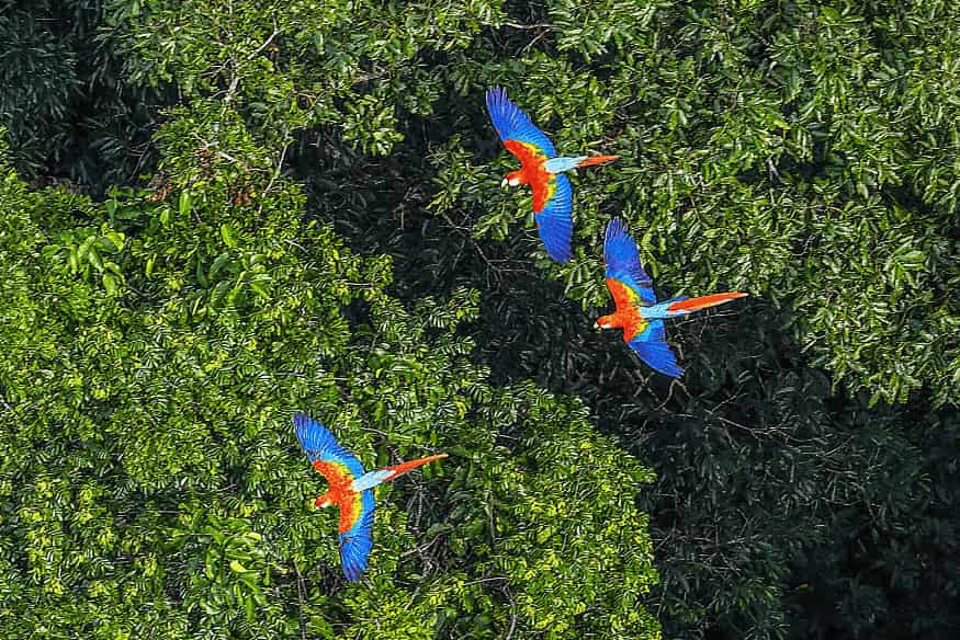 Araras vermelhas e azuis voando sobre a floresta amazônica.